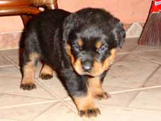 Ninhada L